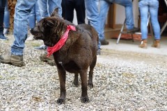 DSC00503_preview